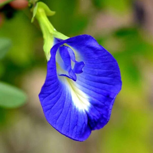 Blue Flower - Image 2